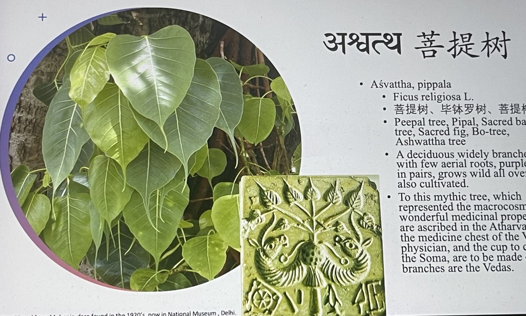 Learning about ancient Indian botanical tradition